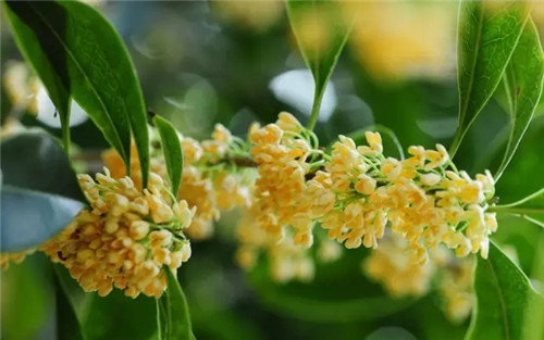 八月开什么花啊 八月开的这些花你知道几个