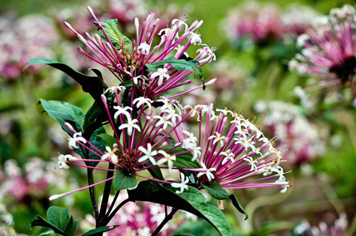 奇花异草有哪些 9种以动物名命名的花草