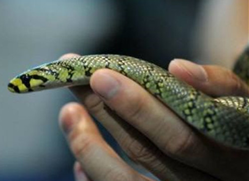 中国繁育最美蛇   网友：难道是“白娘子”现身了吗