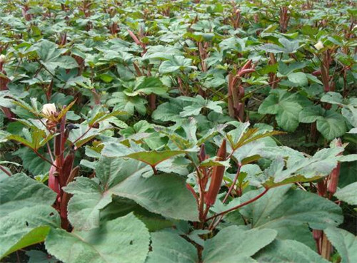 补肾草怎么吃好 补肾草的营养价值有哪些