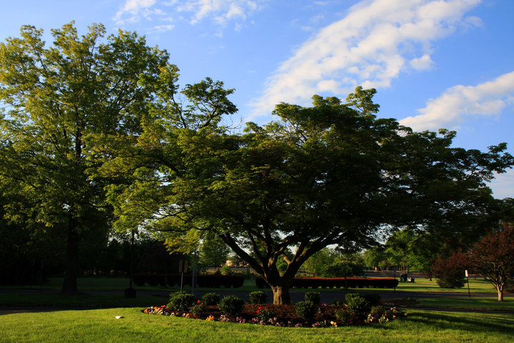 常青树图片欣赏 常青树详细资料的介绍