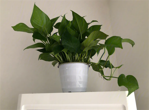 吸收甲醛的室内植物排名第一是什么